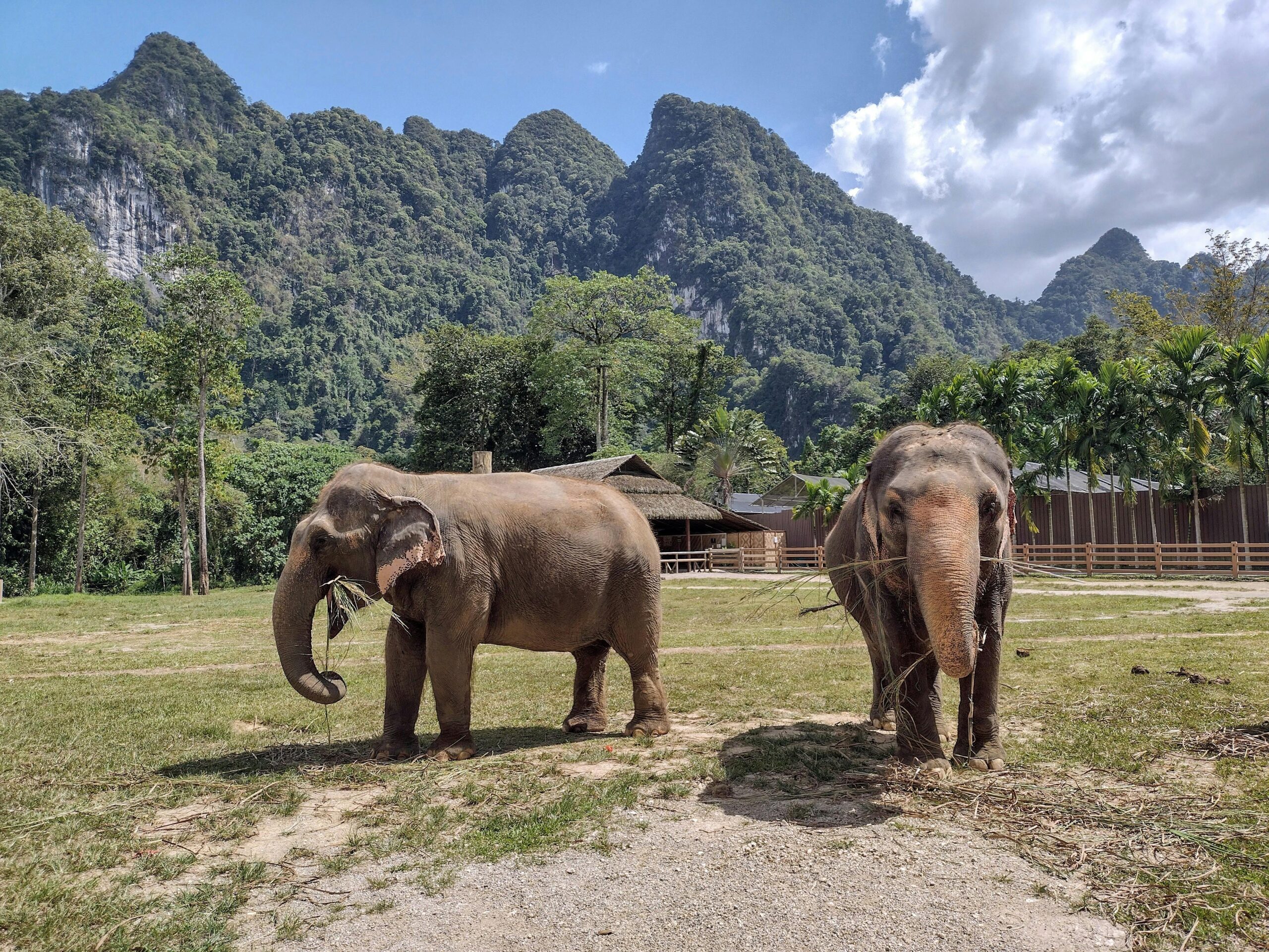 Elephant-Sanctuary
